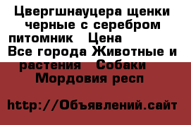 Цвергшнауцера щенки черные с серебром питомник › Цена ­ 30 000 - Все города Животные и растения » Собаки   . Мордовия респ.